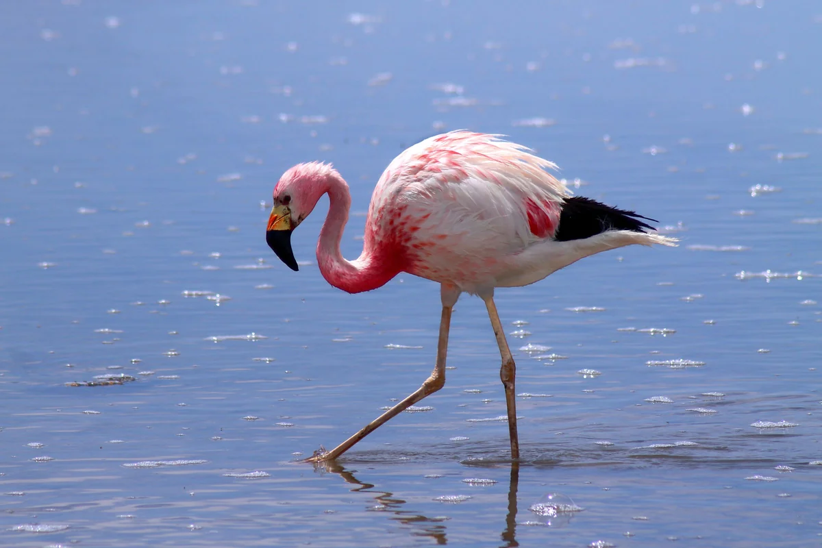 Flamingo andino caminhando na água da laguna