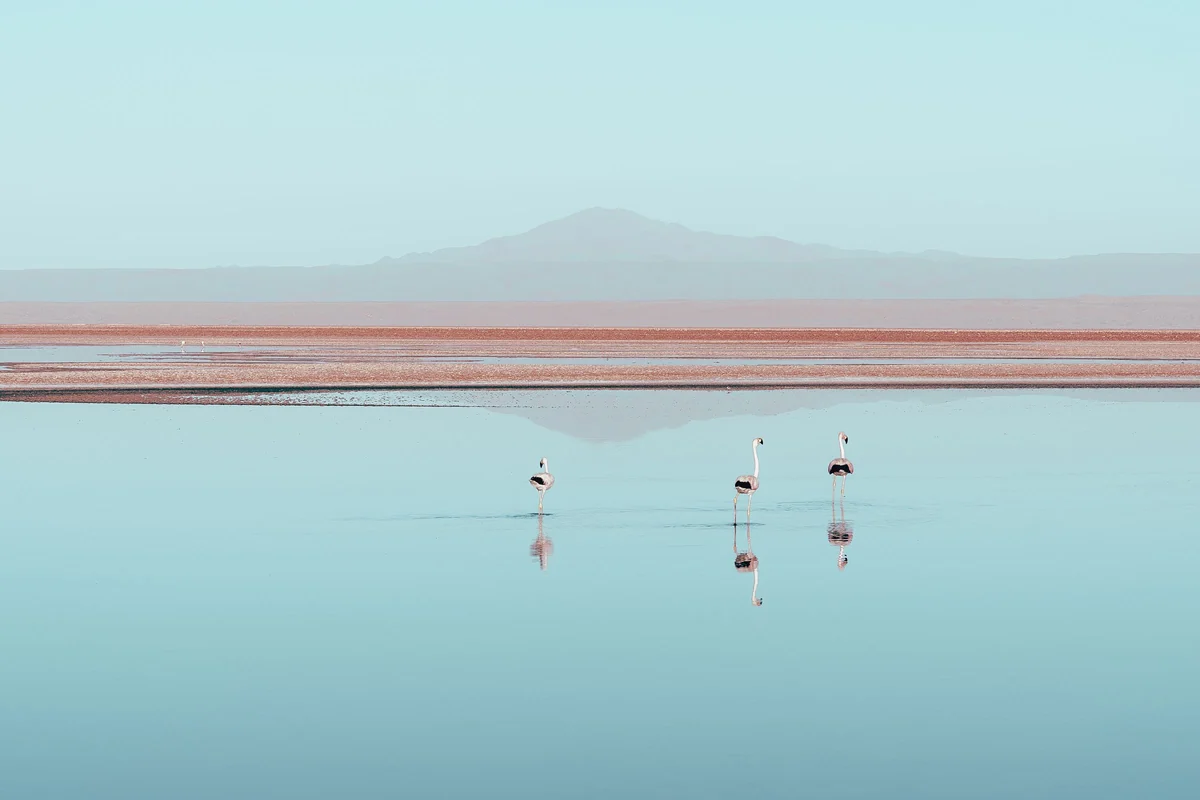 Flamingos numa laguna rasa do Atacama