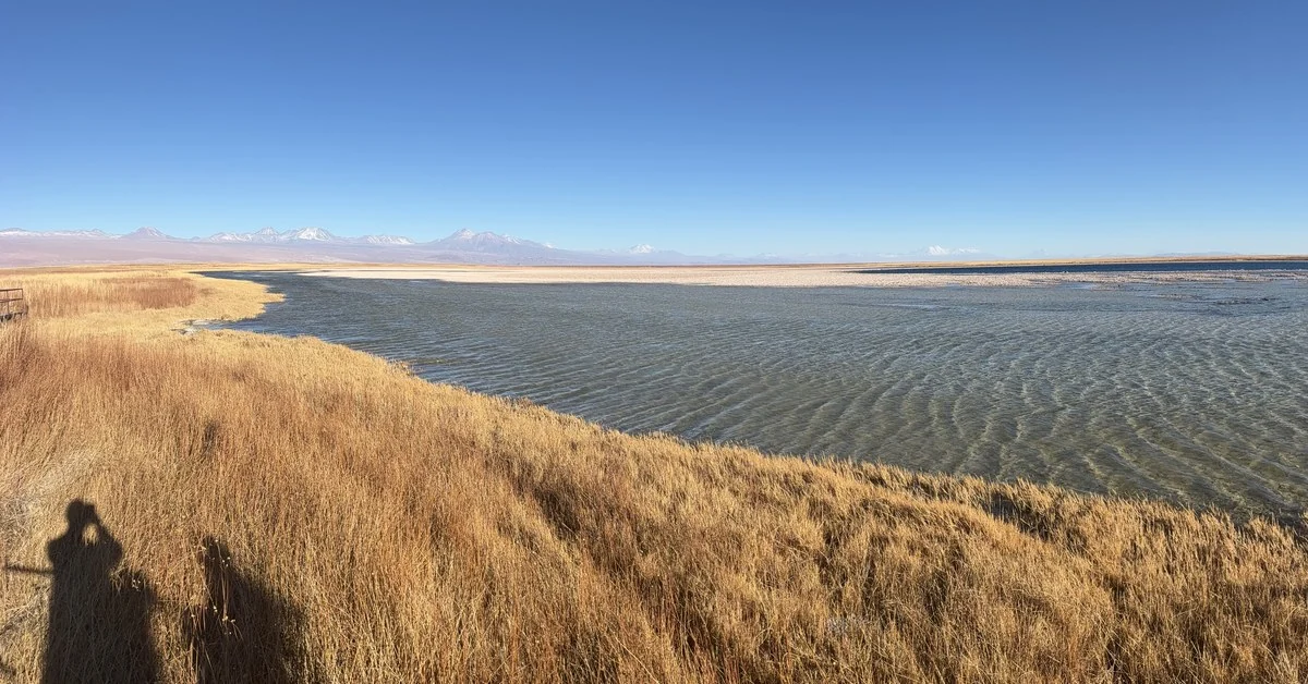Capim dourado à beira de uma laguna do salar