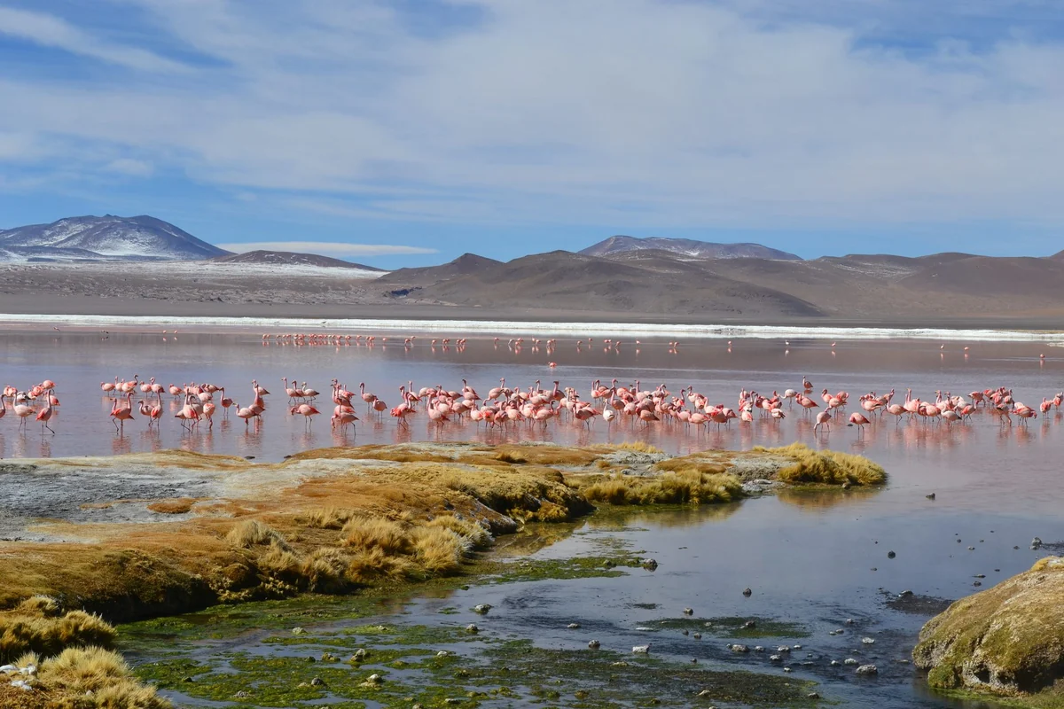 Flamingos na Laguna Colorada