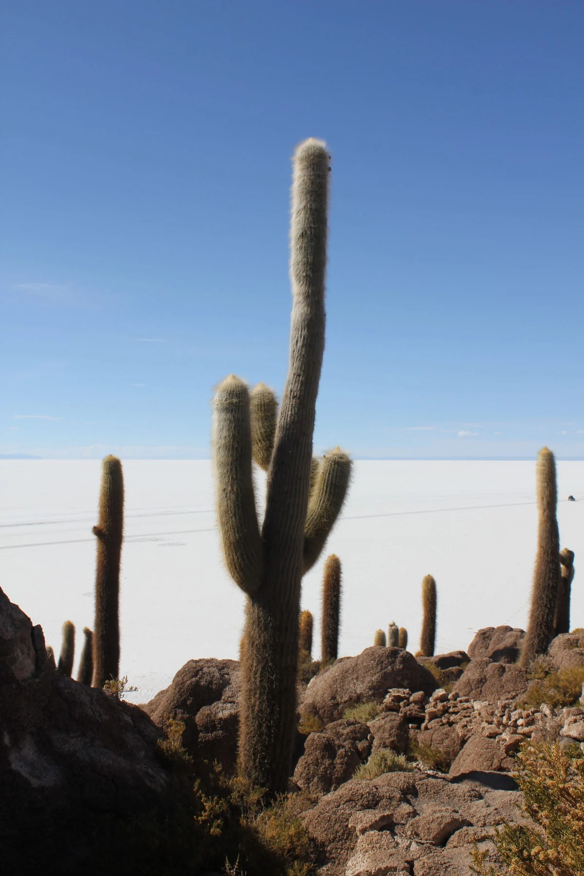 Cactos gigantes da Isla Incahuasi no meio do salar